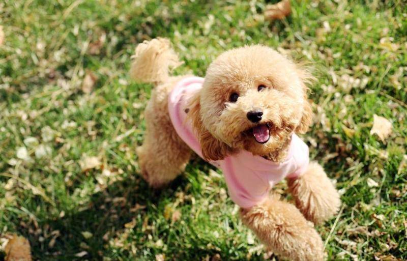 泰迪色到有什么程度？你可以不想像之中不出来(图1)