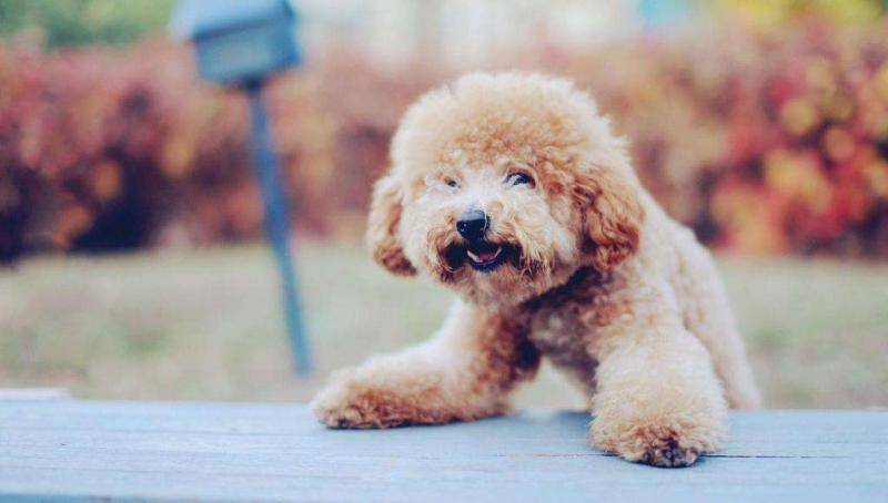 泰迪色到有什么程度？你可以不想像之中不出来(图3)