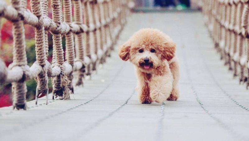 泰迪色到有什么程度？你可以不想像之中不出来(图2)