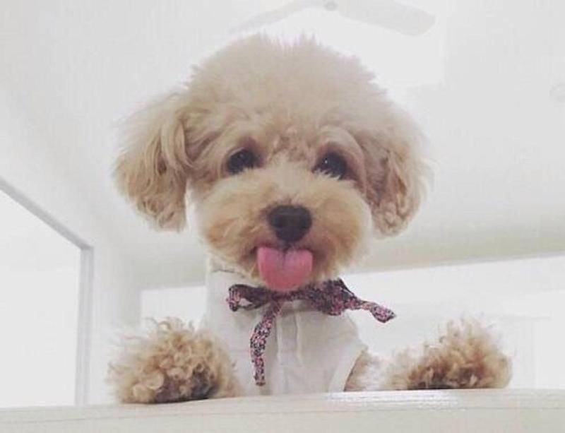 泰迪色到有什么程度？你可以不想像之中不出来(图5)