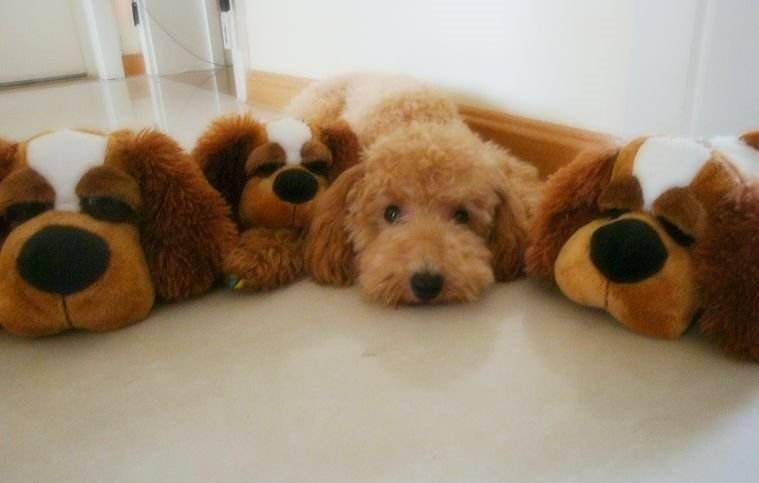 泰迪色到有什么程度？你可以不想像之中不出来(图4)