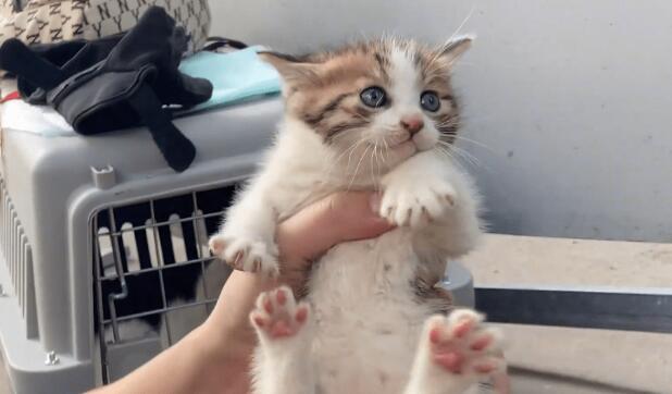 工人要封盖 躲下水道的猫咪一家成阻碍(图3)