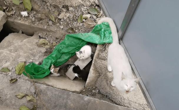 工人要封盖 躲下水道的猫咪一家成阻碍(图1)