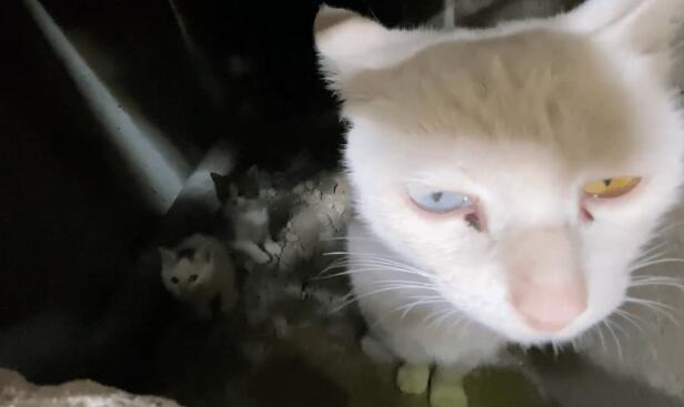 工人要封盖 躲下水道的猫咪一家成阻碍(图2)