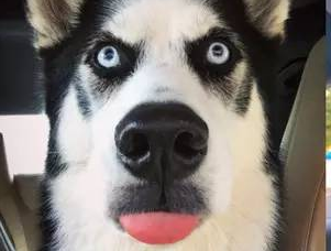 哈士奇为啥比较喜欢犟嘴？这是它的理由(图1)