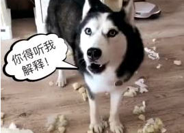 哈士奇为啥比较喜欢犟嘴？这是它的理由(图2)