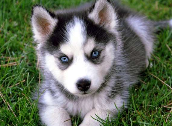 哈士奇为啥比较喜欢犟嘴？这是它的理由(图3)