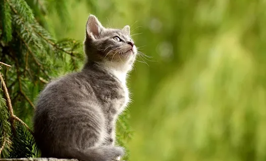 烧死母猫 六子软骨(图1)