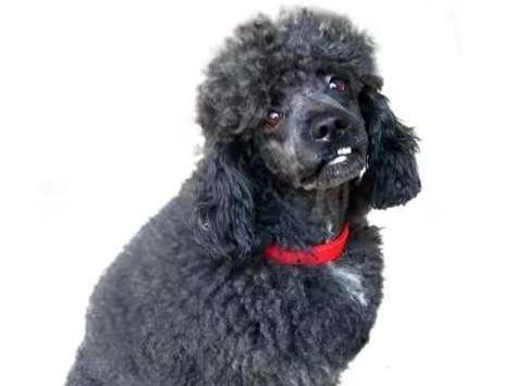 贵宾犬腿部抽筋怎么办？有这么大几个方面的原因(图1)