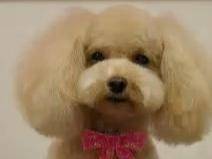 贵宾犬腿部抽筋怎么办？有这么大几个方面的原因(图3)