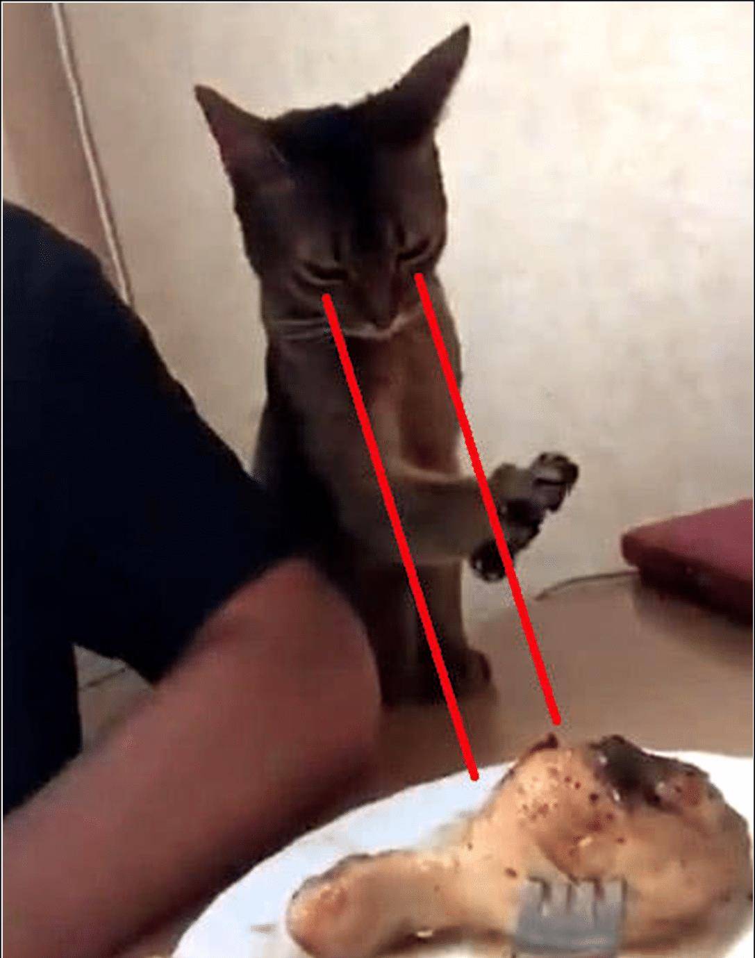 猫咪亲了下男主 本以为就结束了了 接下来的的举动令人笑喷了(图3)