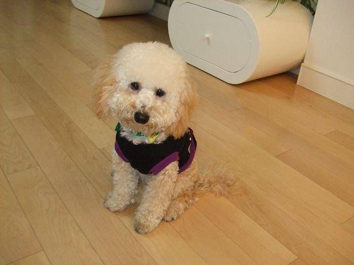 贵宾犬怎末特训睡？能分享一些实惠的方法(图2)