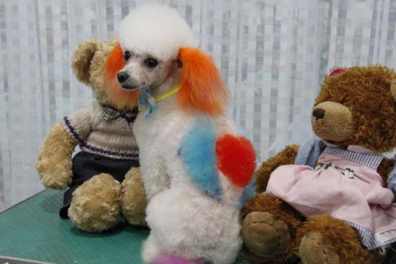 贵宾犬怎末特训睡？能分享一些实惠的方法(图3)