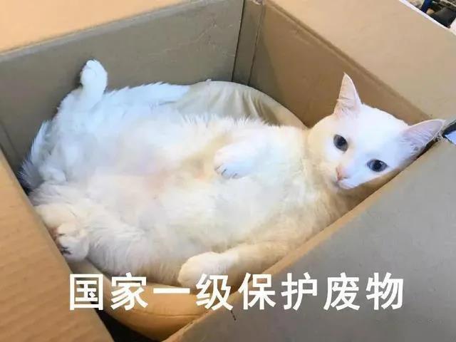 当猫咪懒起来 也真够让人大开眼界了！(图6)