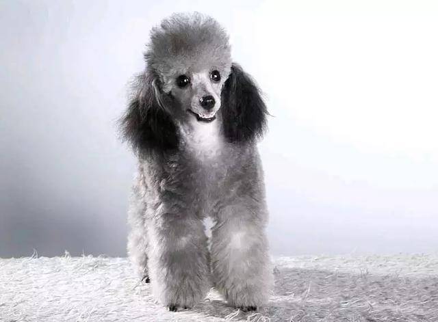 巨型贵宾犬剑齿吗？那些方面的知识可以所了解下(图3)