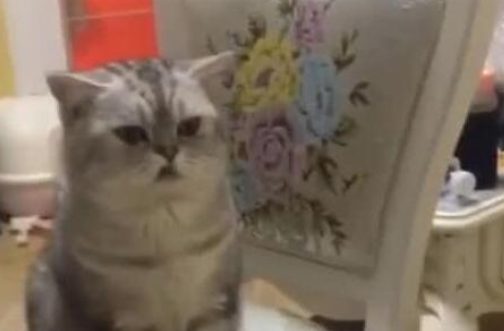 男子正准备抚摸小奶猫 身旁传来轻蔑的眼神 家猫：见异思迁的男人(图1)