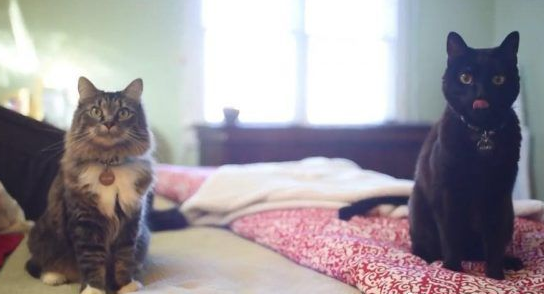 太会挑猫奴了!小浪猫找不到路闯进州长官邸被收编(图1)