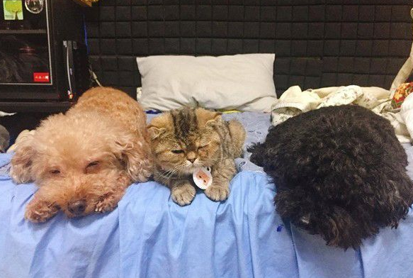 粗心的孩子爸爸不记得关起遮风罩出去兜风猫肉脸被风吹成麻糬(图2)