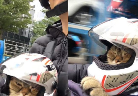 粗心的孩子爸爸不记得关起遮风罩出去兜风猫肉脸被风吹成麻糬(图1)