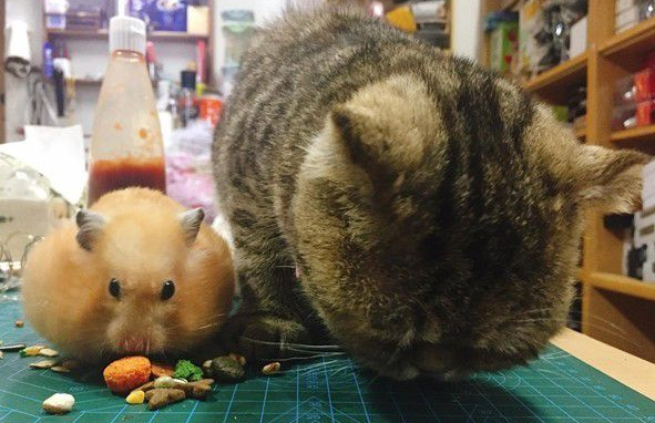 粗心的孩子爸爸不记得关起遮风罩出去兜风猫肉脸被风吹成麻糬(图3)