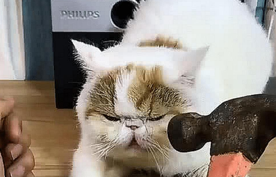 男主手里锤子 猫咪我以为是在逗自己 紧接着一幕猫咪不淡定了(图1)