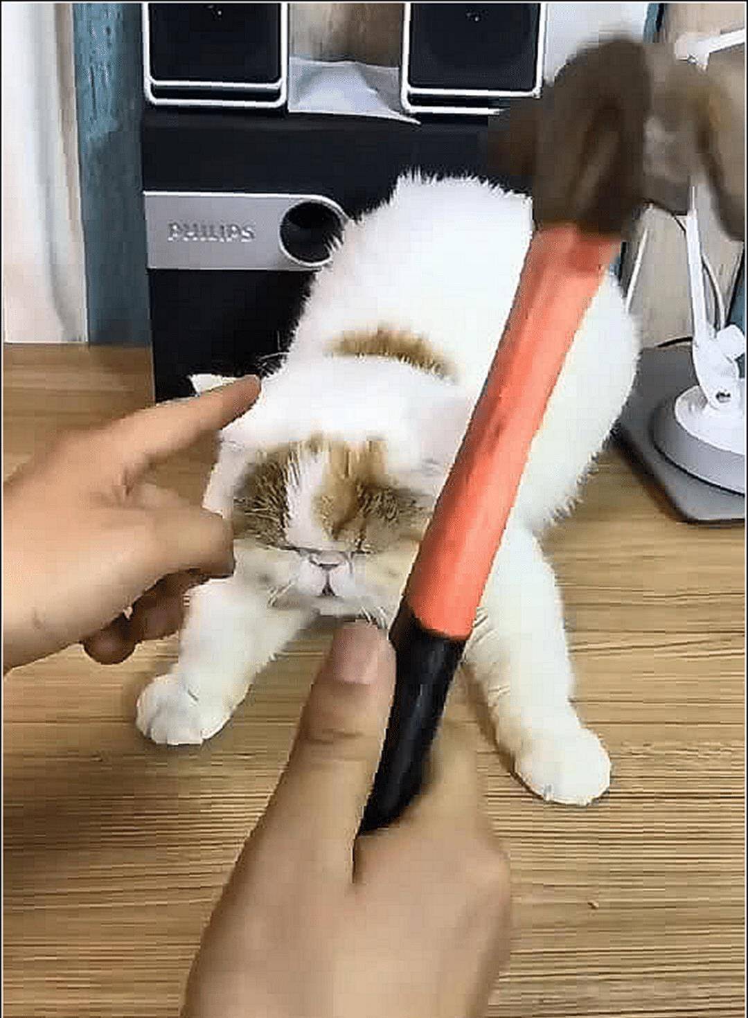 男主手里锤子 猫咪我以为是在逗自己 紧接着一幕猫咪不淡定了(图2)