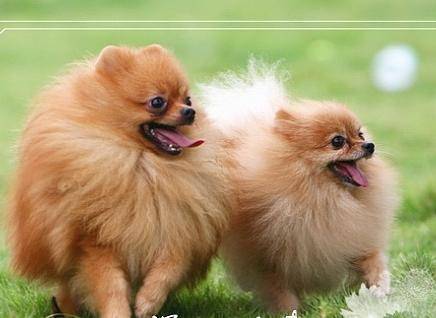 养狗是需要准备好什么？这些全是前期必备的用品(图2)