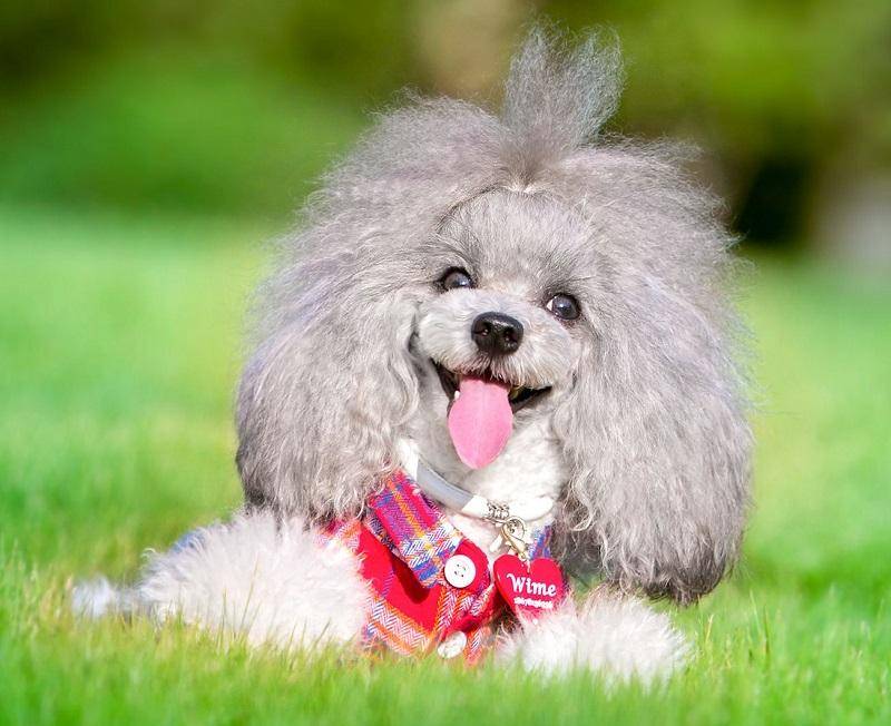 贵宾犬是没有尾巴该怎么办啊？其实不必过多慌乱(图2)