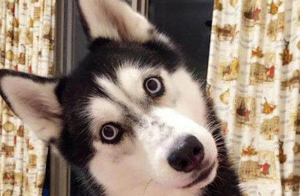 独特的地方阶段主人家不去遛猫遛狗 二哈在家中把门框拆了 狗:是龙卷风刮的(图1)