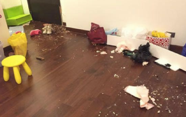 独特的地方阶段主人家不去遛猫遛狗 二哈在家中把门框拆了 狗:是龙卷风刮的(图2)