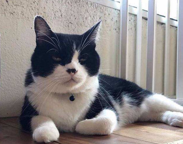 日本大叔专给猫咪拍美照 仅凭一根“逗猫棒”(图1)