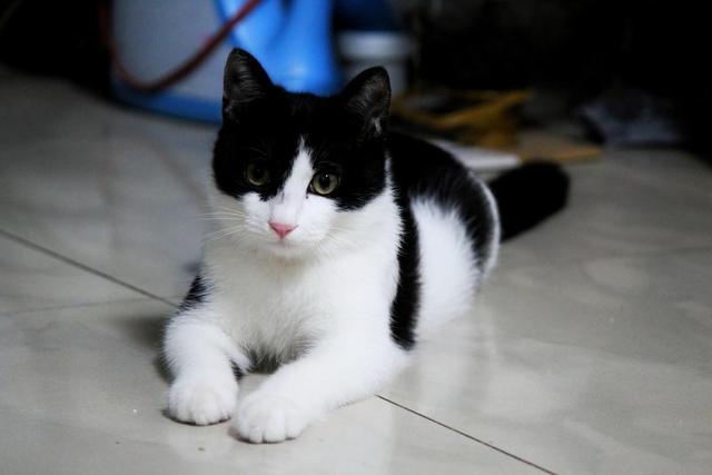 日本大叔专给猫咪拍美照 仅凭一根“逗猫棒”(图2)