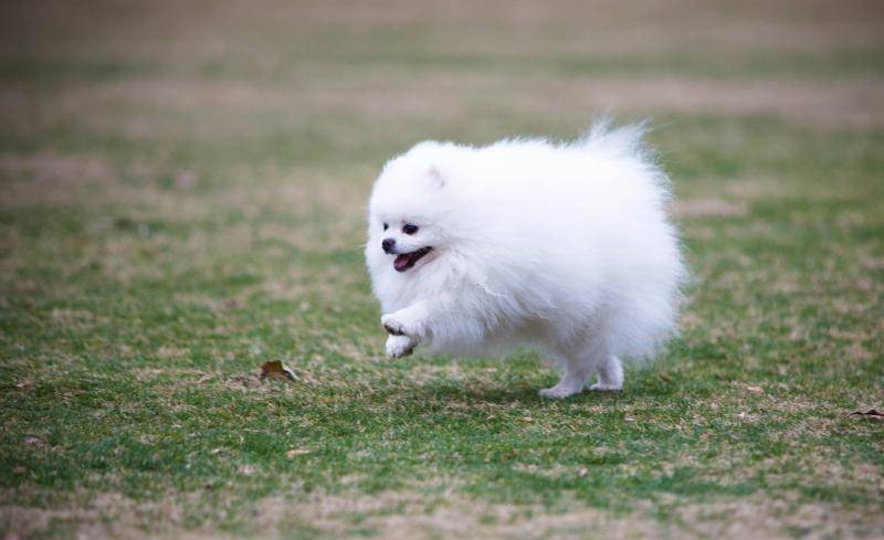 博美皮肤变黑什么原因?比较多决定这几个原因(图1)