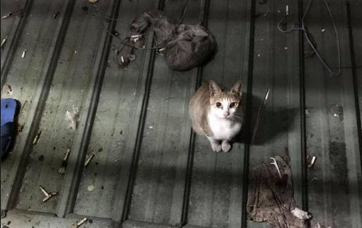 约定晚上下班后在放饭流浪猫整晚守在阳台外等(图1)