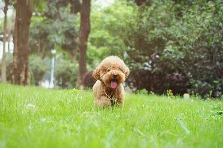 三个月贵宾犬好养吗？这就看养护时的方法了(图1)