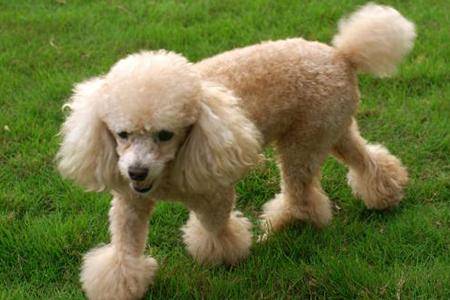 三个月贵宾犬好养吗？这就看养护时的方法了(图3)