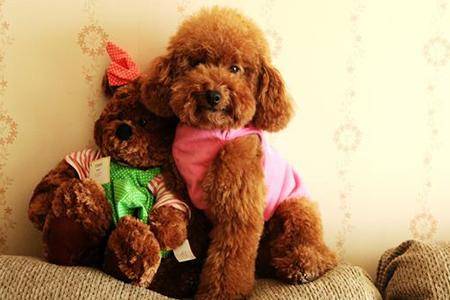 三个月贵宾犬好养吗？这就看养护时的方法了(图2)