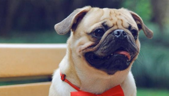 这七种狗 清静之地不扰邻 最合适在“公寓楼”养!(图1)