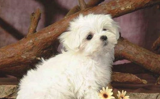 这七种狗 清静之地不扰邻 最合适在“公寓楼”养!(图2)