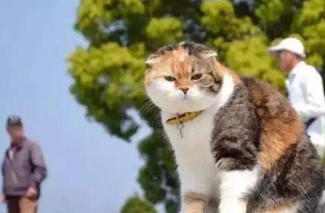 最很励志的猫咪,为了减肥,它爬了7年的山,只不过,很让人大笑起来哈 (图2)