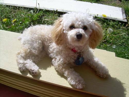 贵宾犬有直毛的吗？正常情况应该是这样的(图1)