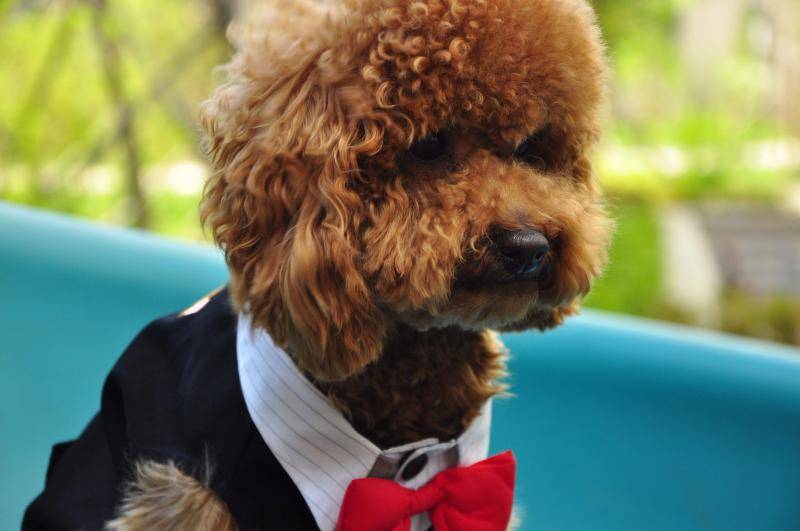 贵宾犬有直毛的吗？正常情况应该是这样的(图3)