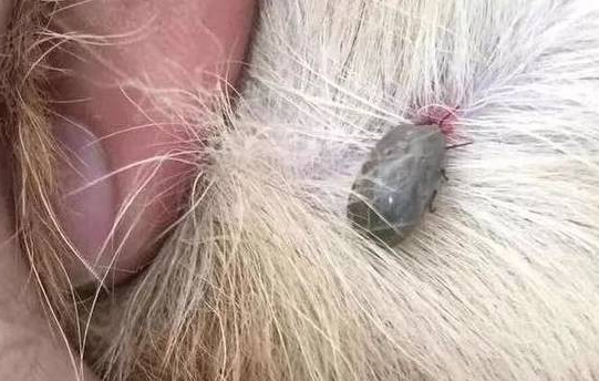 狗狗被蜱虫咬了有哪些症状?快来看一下吧(图1)