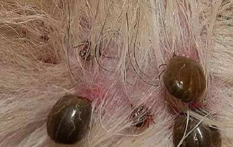 狗狗被蜱虫咬了有哪些症状?快来看一下吧(图2)