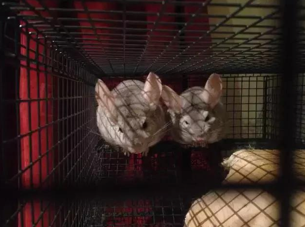 龙猫是建议的猫吗|磨人的小妖精：最适合宠物龙猫(图1)