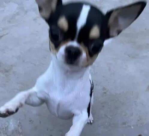 6种很“恐怖”的狗狗 新手不我建议你养 你家有吗？(图2)