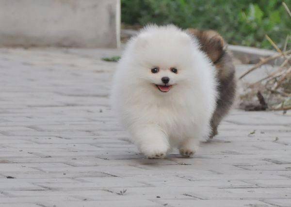 博美一年一交都要去打疫苗吗？最佳的位置的建议是这样的(图3)