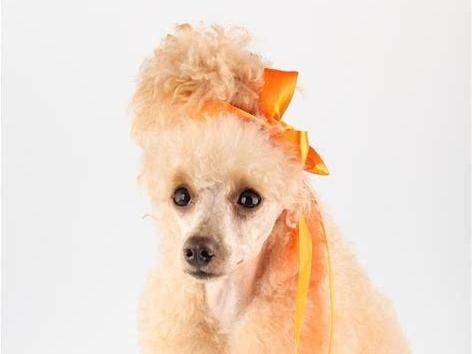 贵宾犬拉稀怎末治疗快的话？根据发生的原因来着手(图2)