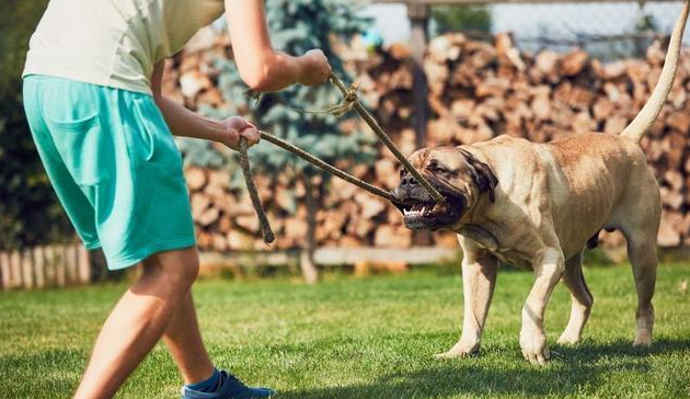 “最护主”的8种狗 一生只认另一个主人 第一名归属人于中国(图1)