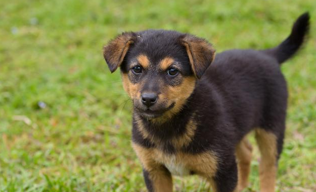 “最护主”的8种狗 一生只认另一个主人 第一名归属人于中国(图2)